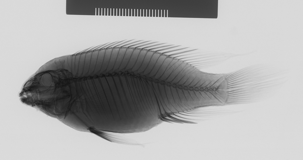 红肚凤凰（Pelvicachromis pulcher）