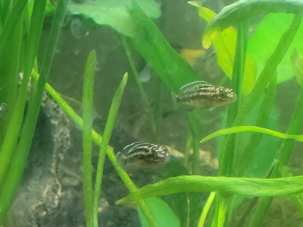花小丑（Julidochromis transcriptus）