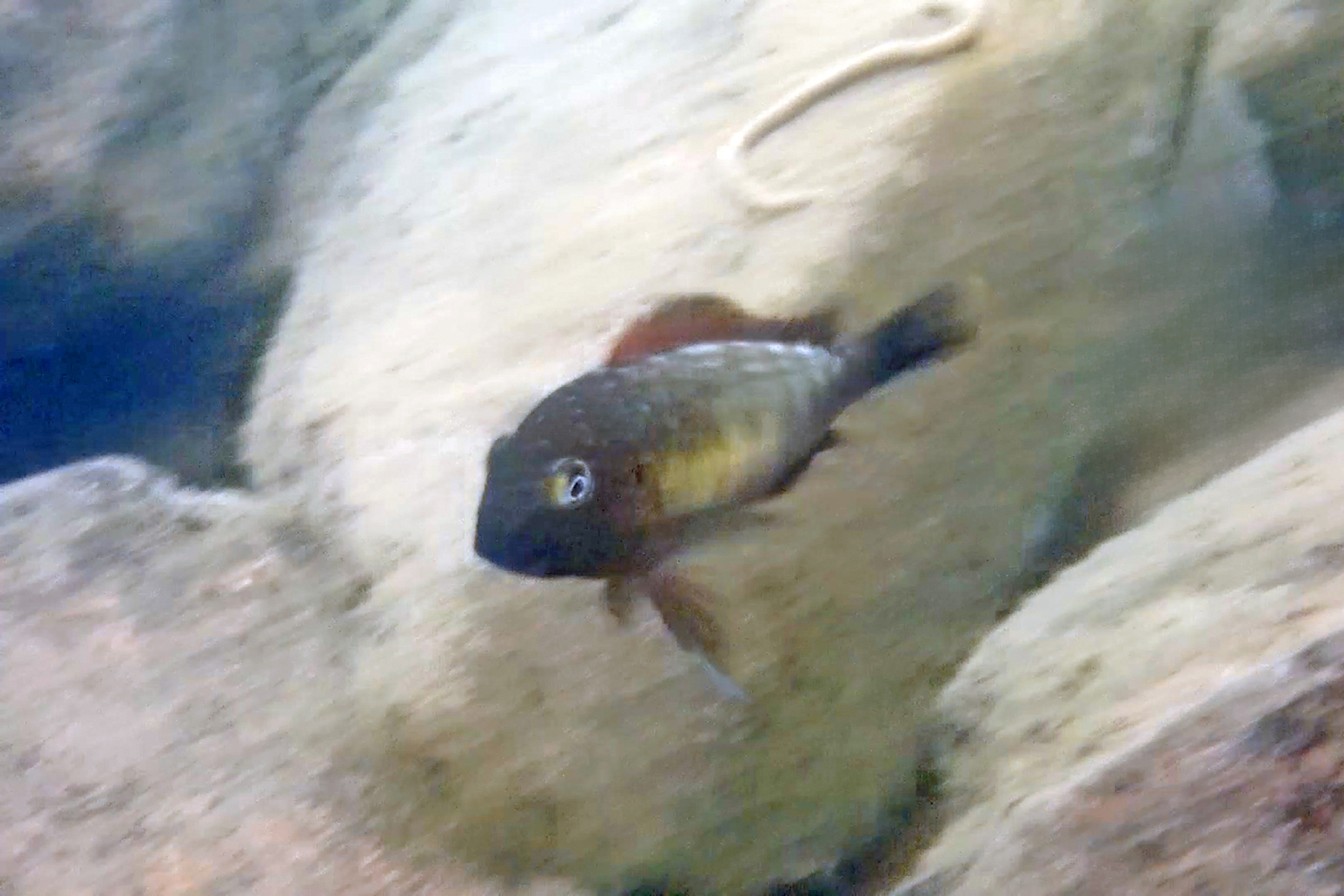 蝴蝶慈鲷（Tropheus moorii）