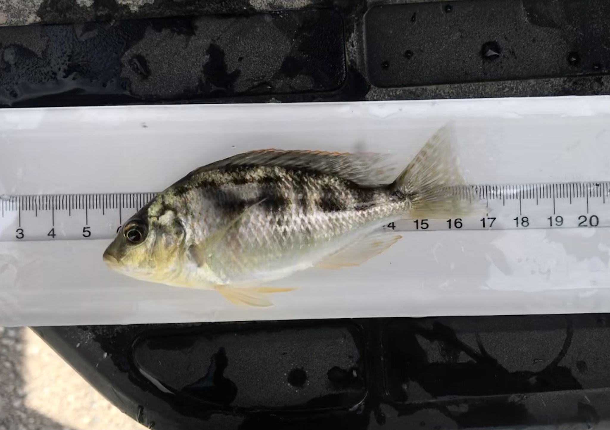 维纳斯慈鲷（Nimbochromis venustus）