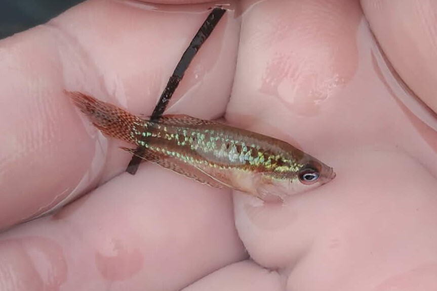 小珍珠丽丽（Trichopsis pumila）