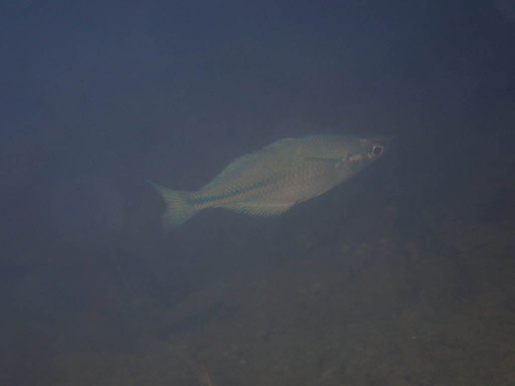 蓝彩虹鱼（Melanotaenia lacustris）