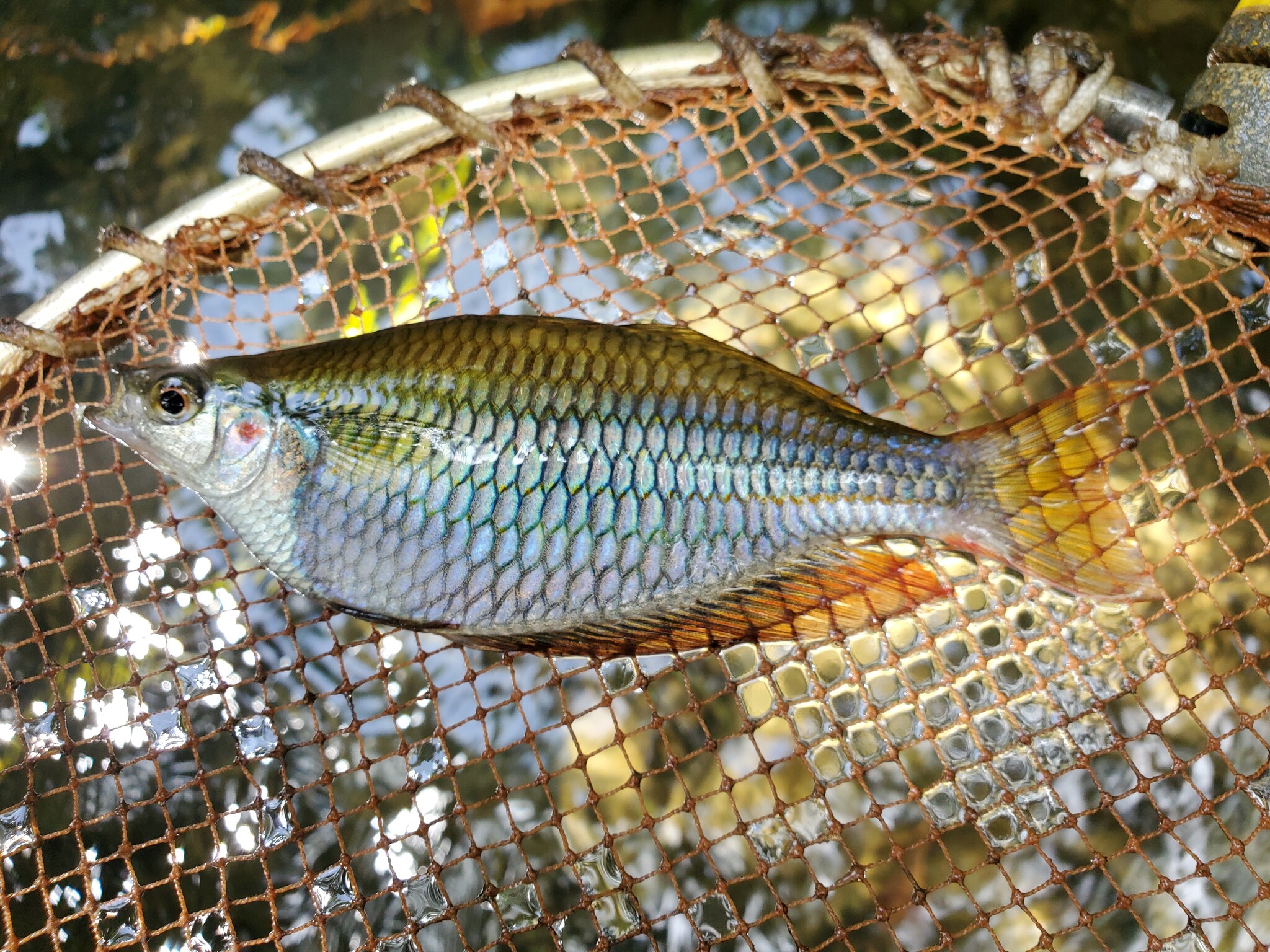 三色彩虹鱼（Melanotaenia trifasciata）