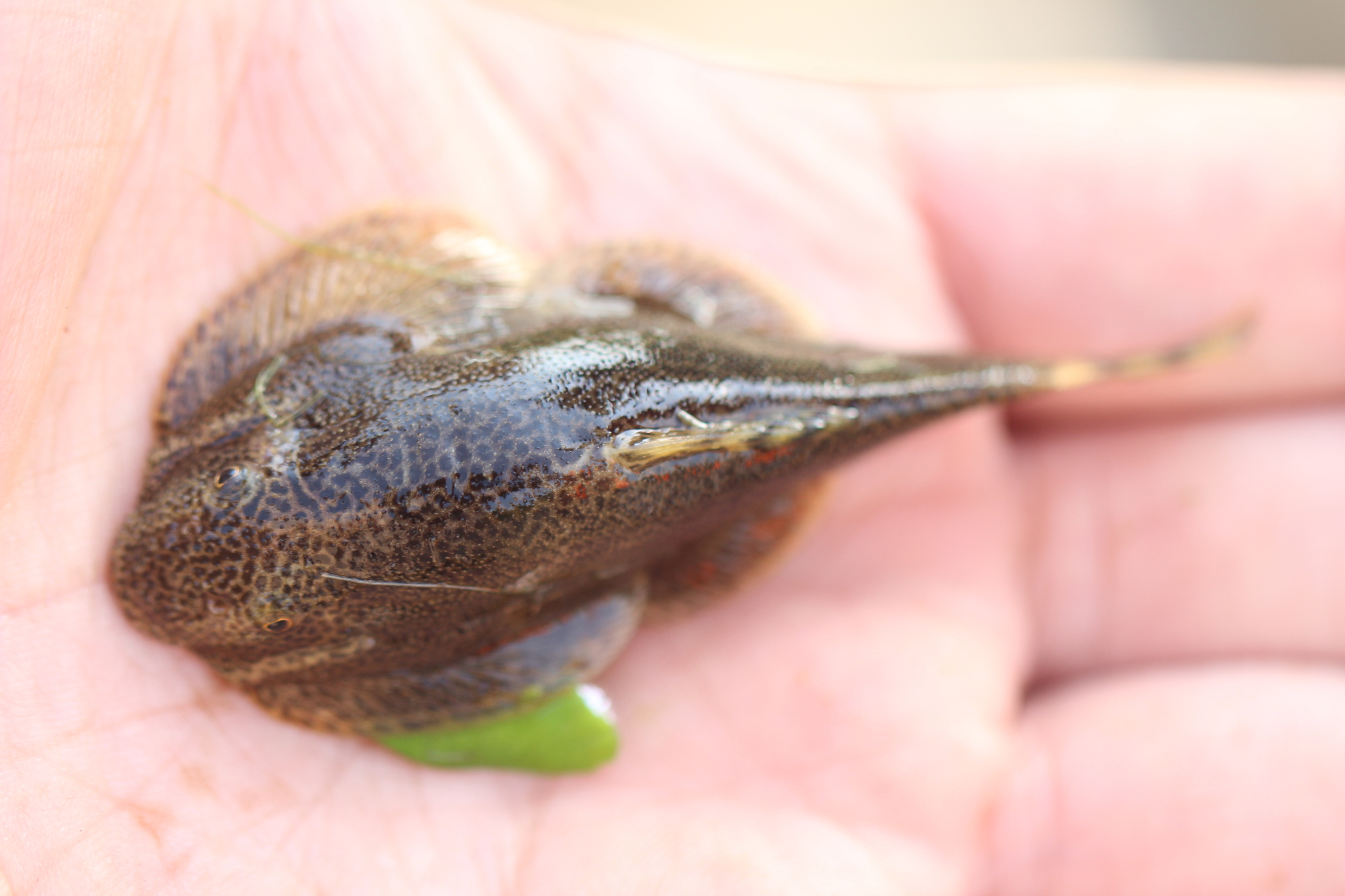 贵州爬岩鳅（Beaufortia kweichowensis）