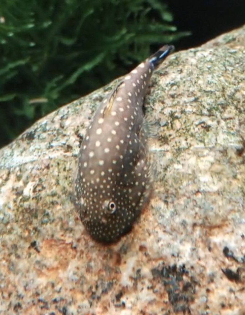 点纹溪鳅
