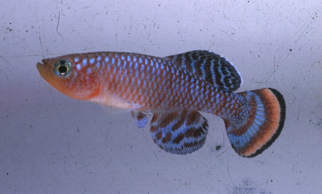 拉氏琴尾鳉（Nothobranchius rachovii）
