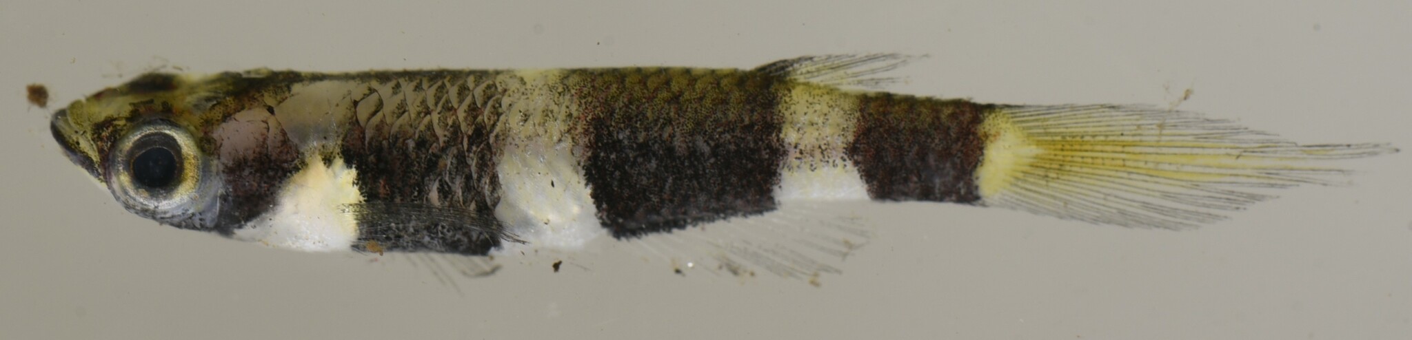 火箭鳉（Epiplatys annulatus）