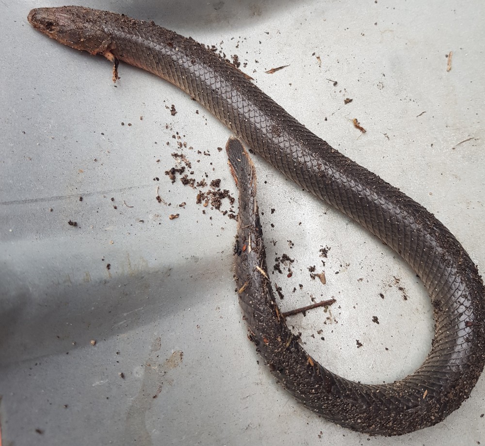 草绳恐龙（Erpetoichthys calabaricus）