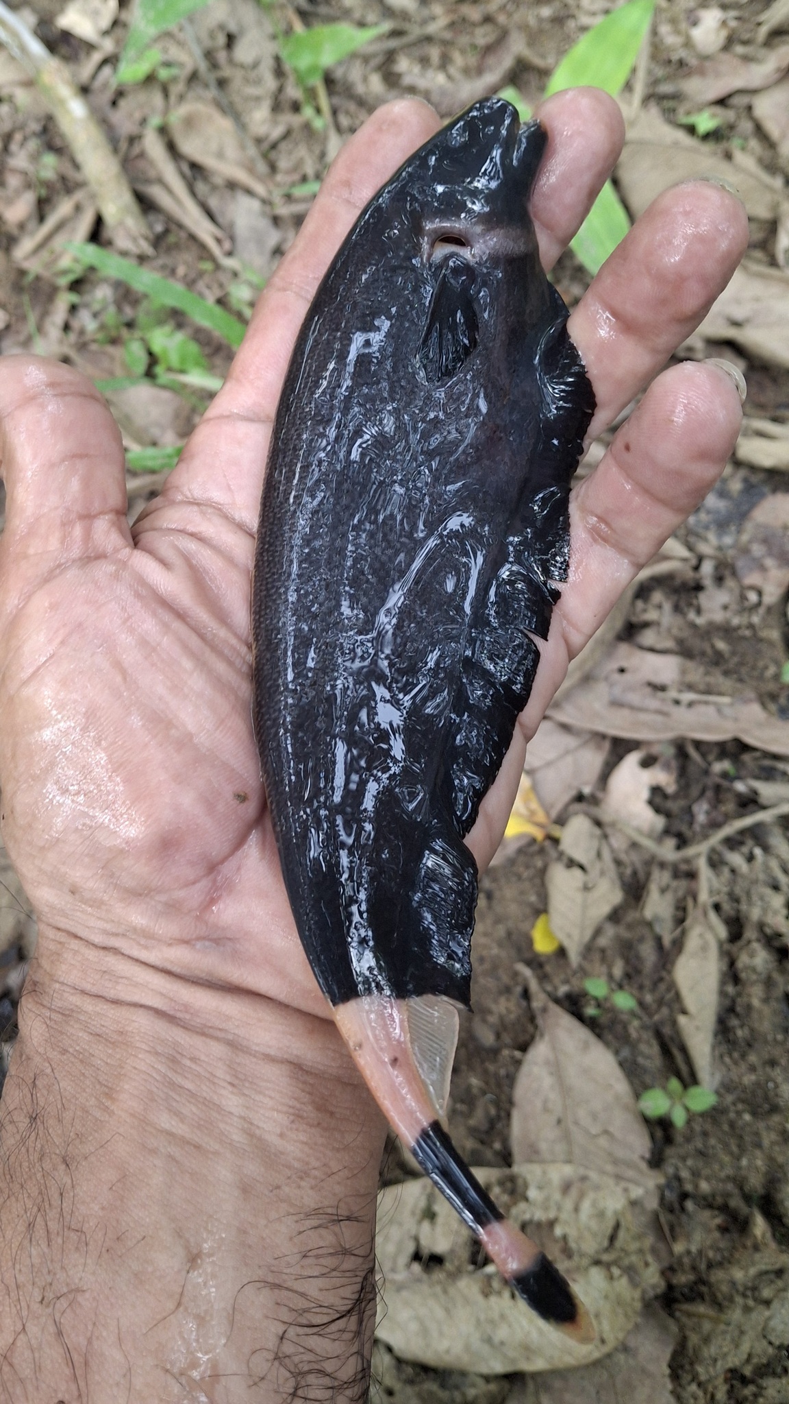 黑魔鬼刀（Apteronotus albifrons）