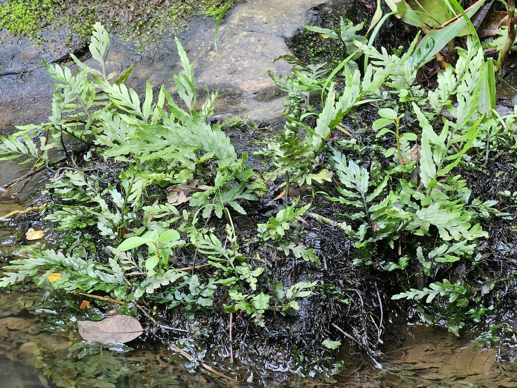 非洲水蕨