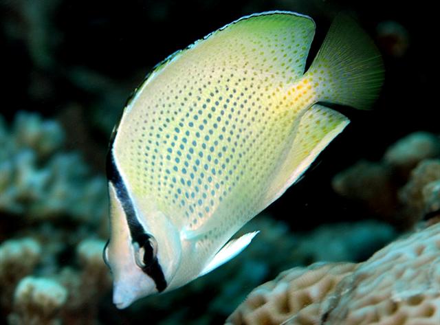 密点蝴蝶鱼（Chaetodon citrinellus）