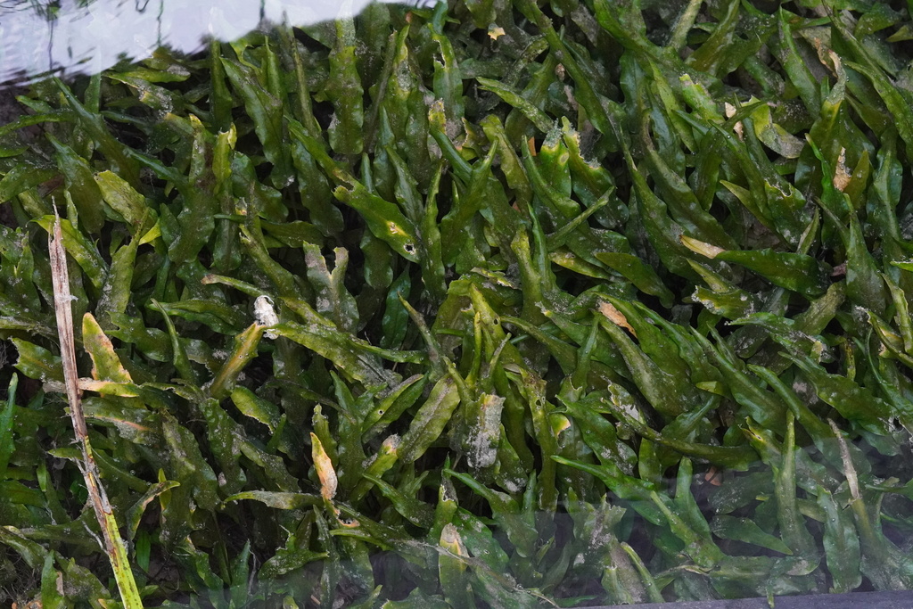 温蒂椒草（Cryptocoryne wendtii）