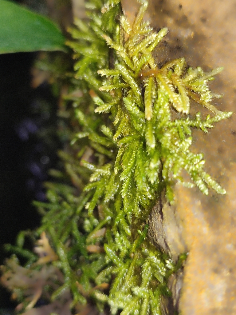 爪哇莫斯（Taxiphyllum barbieri）