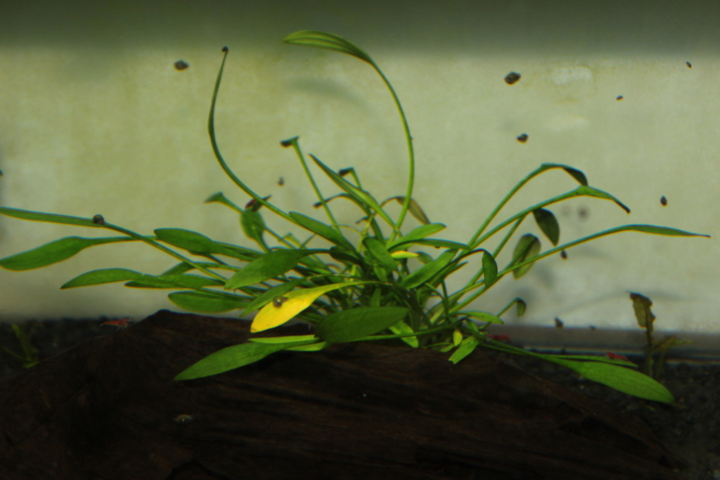 迷你椒草（Cryptocoryne parva）