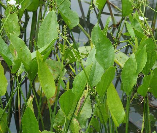 亚马逊剑草（Echinodorus grisebachii）