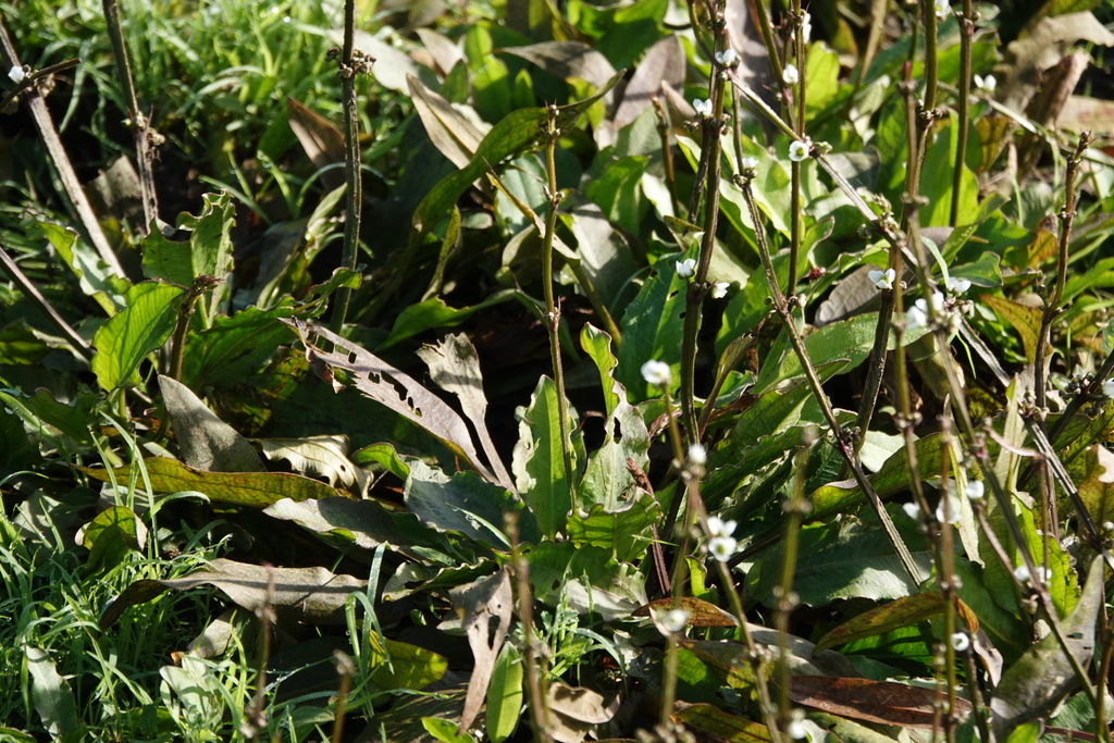 亚马逊剑草（Echinodorus grisebachii）