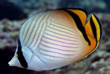 假人字蝶（Chaetodon vagabundus）