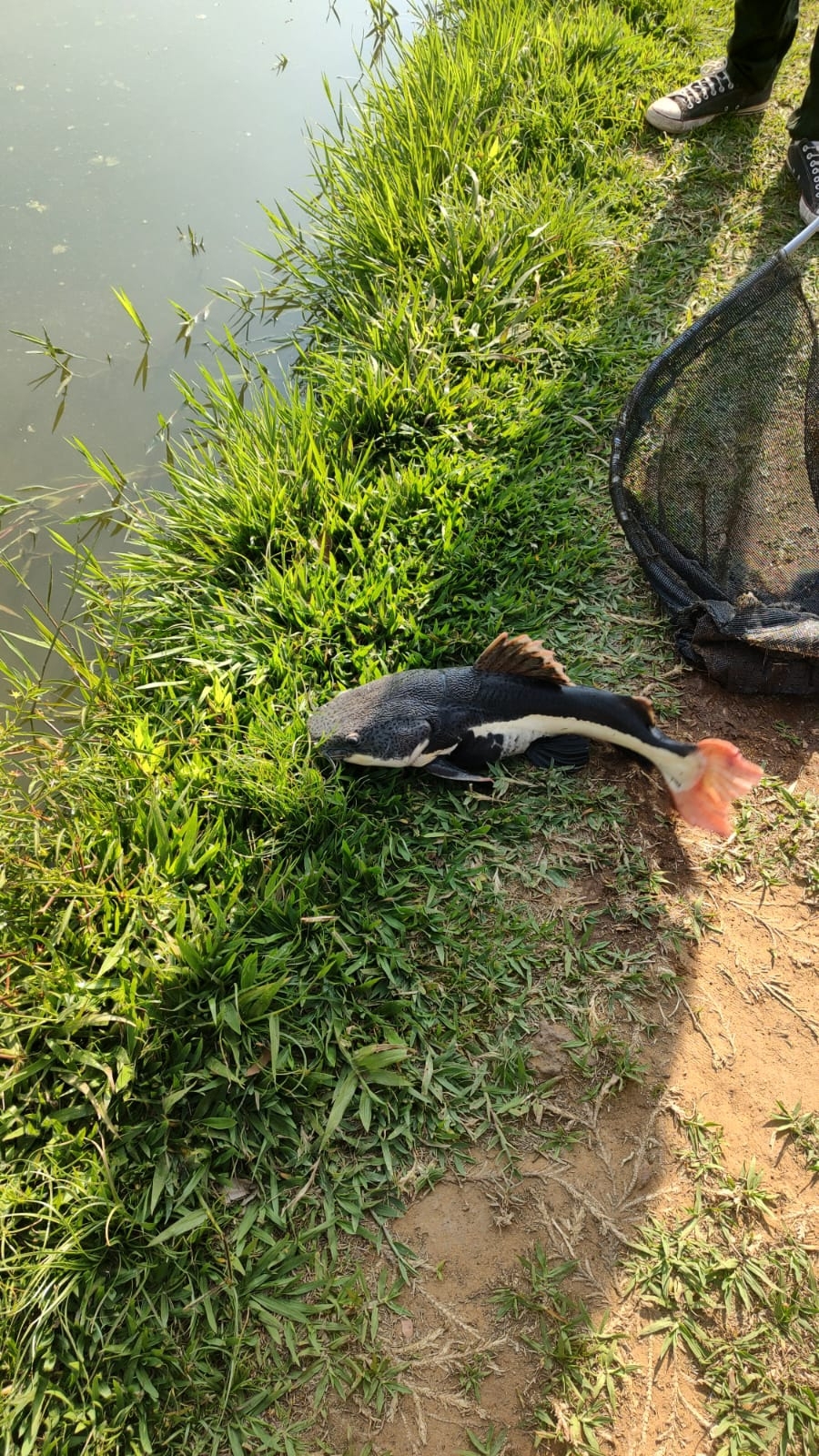红尾护头鲿（Phractocephalus hemioliopterus）