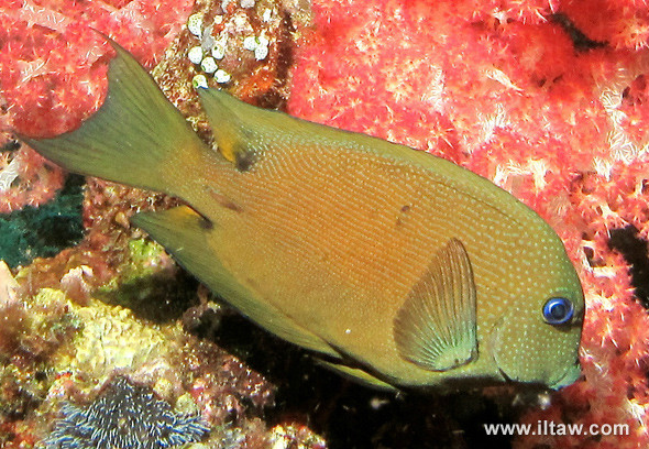 双斑栉齿刺尾鱼（Ctenochaetus binotatus）