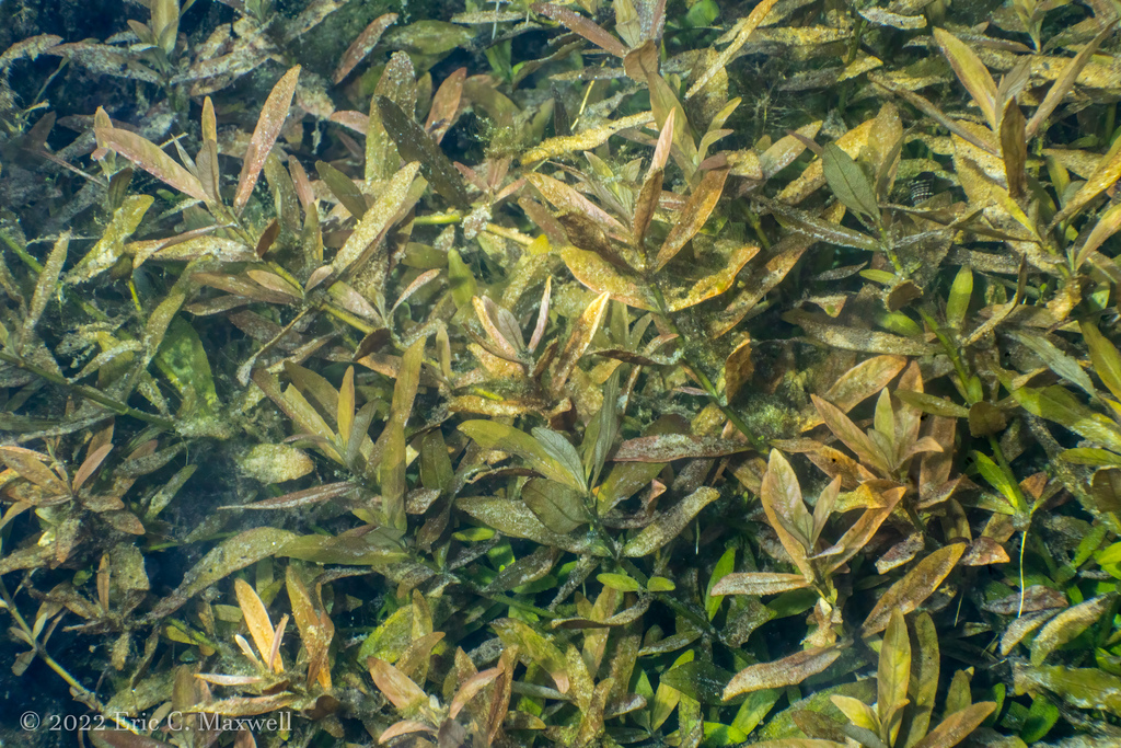 印度水丁香（Hygrophila polysperma）