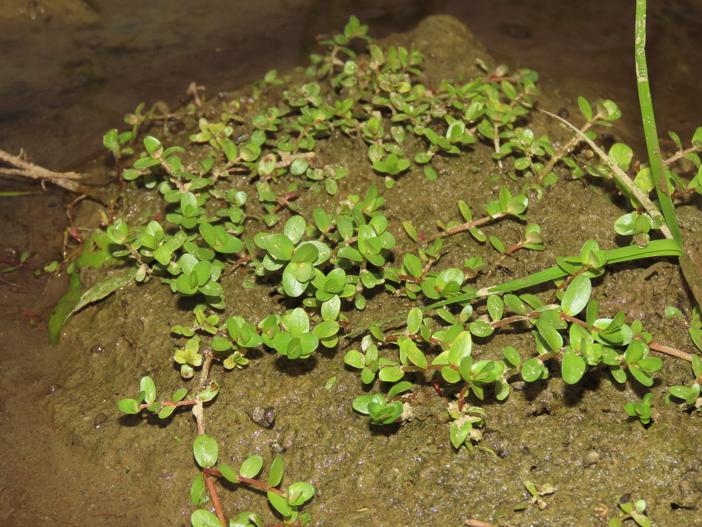 宫廷草（Rotala rotundifolia）