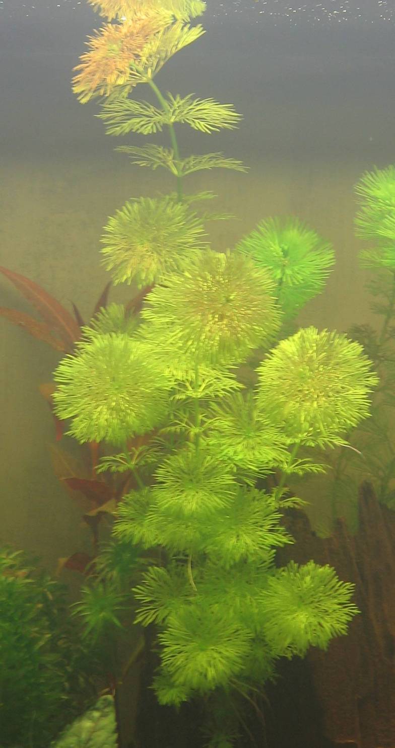 绿菊（Limnophila sessiliflora）