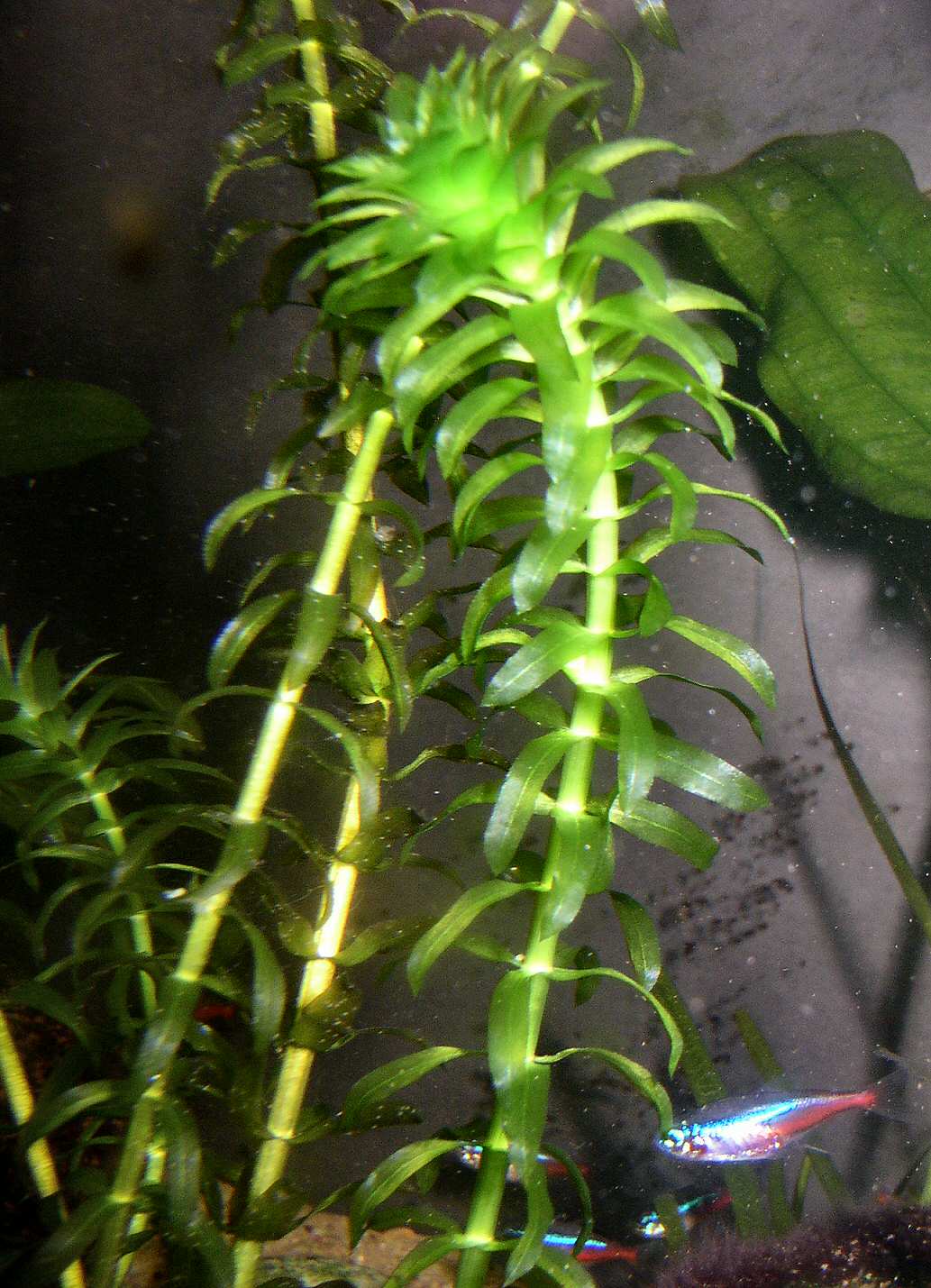 水蕴草（Egeria densa）
