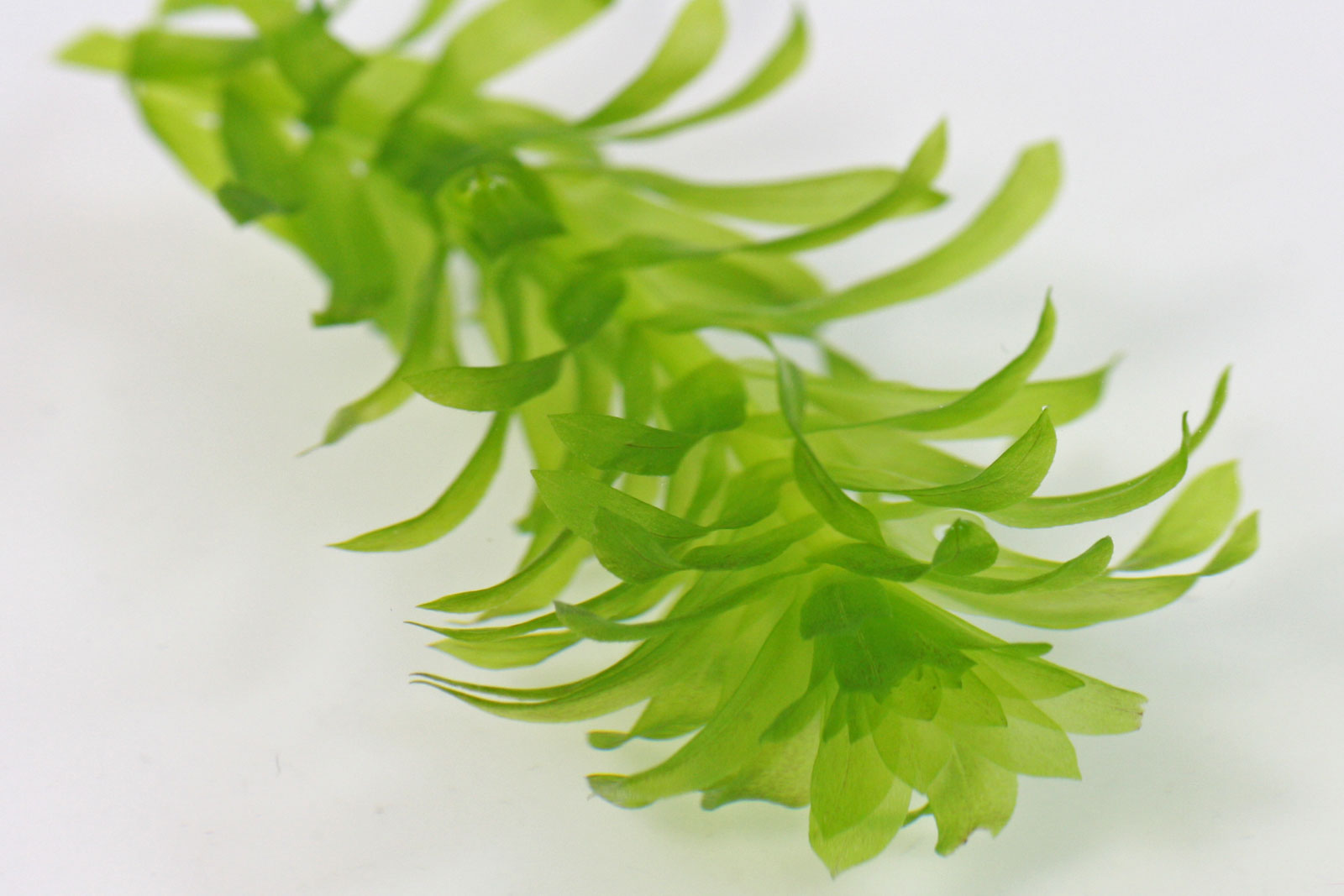 水蕴草（Egeria densa）