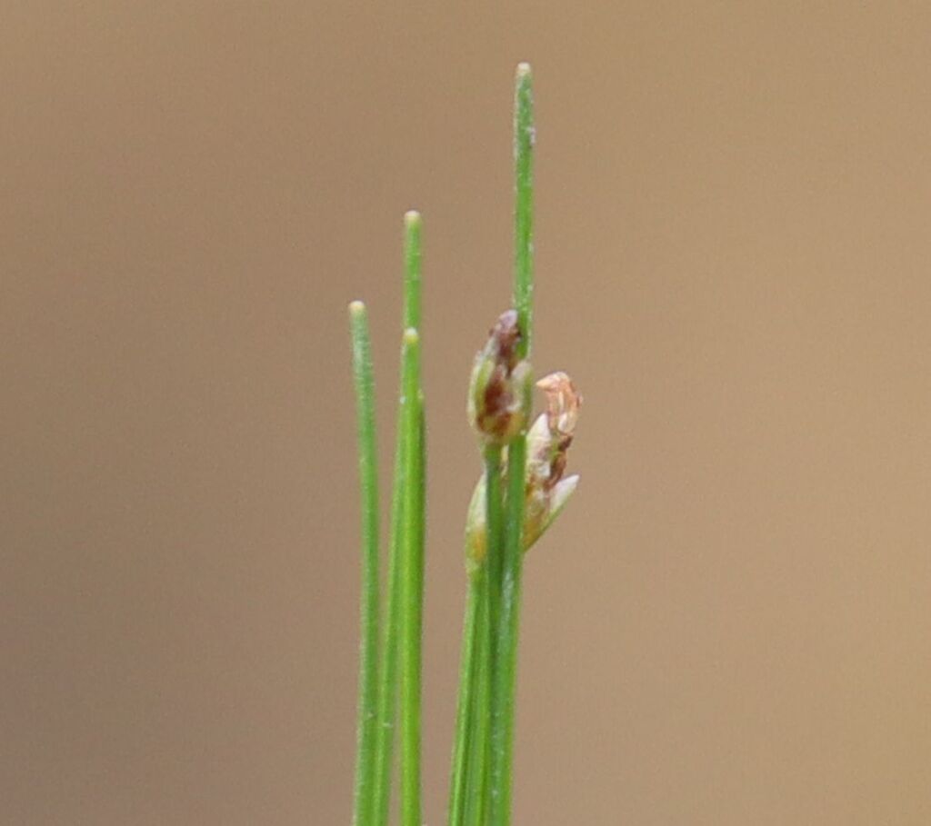 牛毛毡（Eleocharis acicularis）
