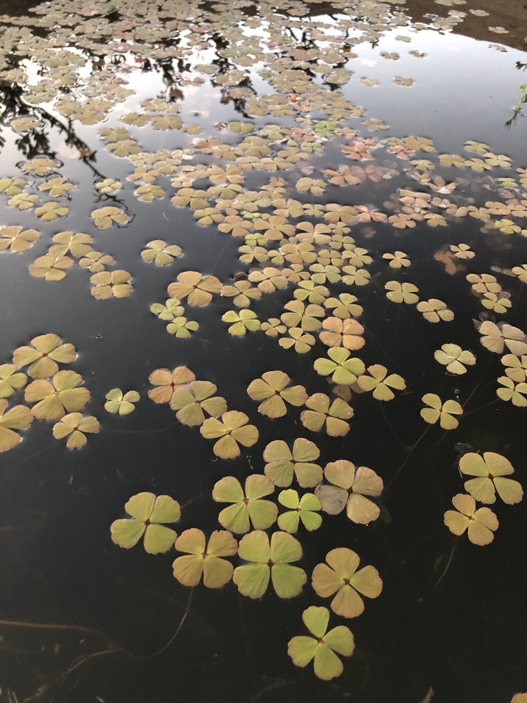 田字草（Marsilea hirsuta）