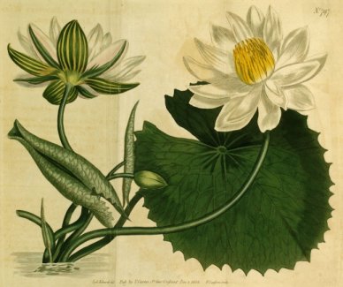 虎斑睡莲（Nymphaea lotus）