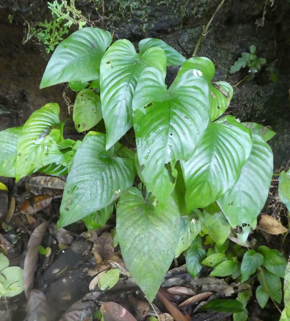 大水榕（Anubias barteri var. barteri）