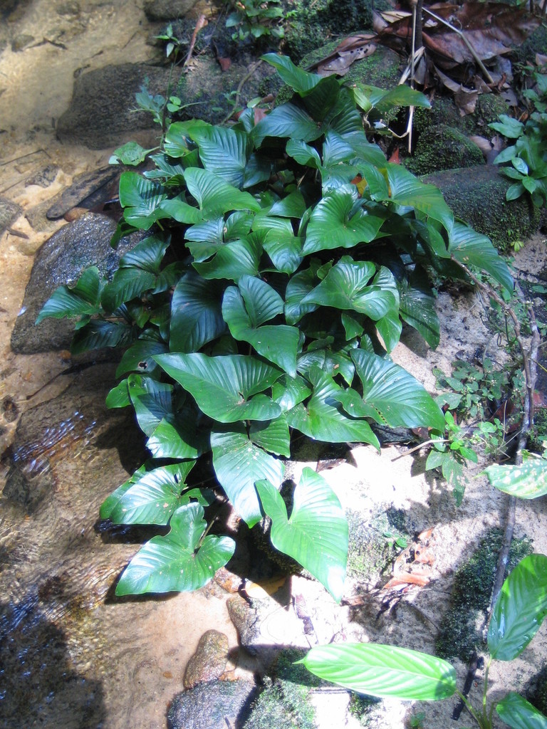 优雅水榕