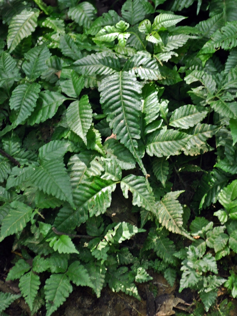黑木蕨（Bolbitis heteroclita）