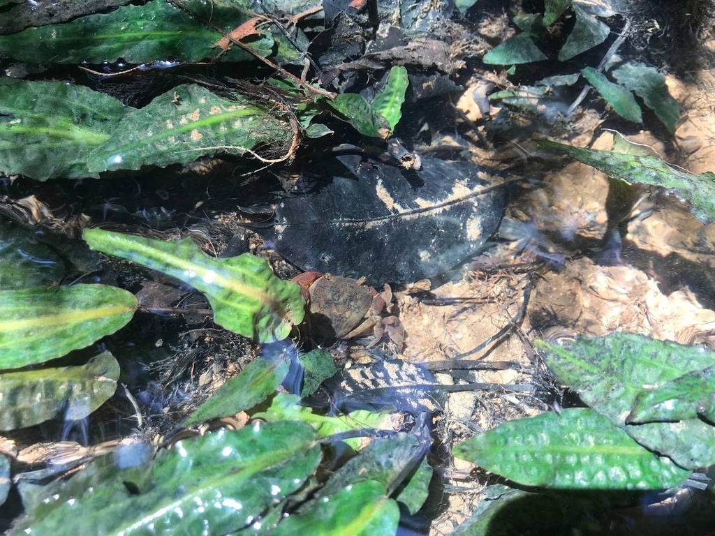 阿芬椒草