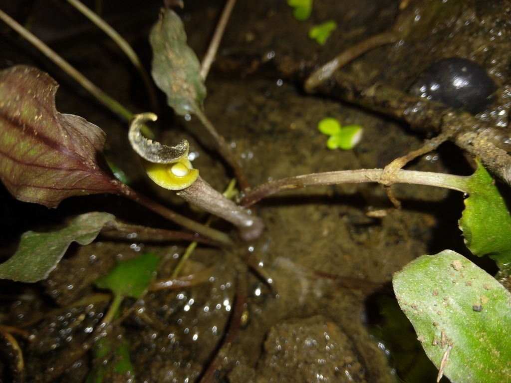 波叶椒草（Cryptocoryne undulata）