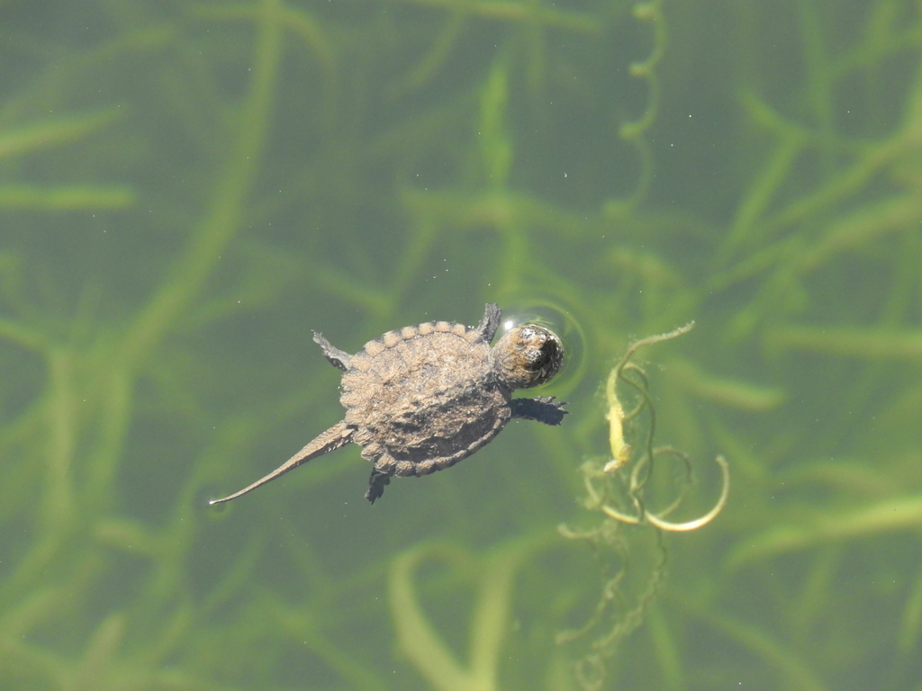 美洲苦草（Vallisneria americana）