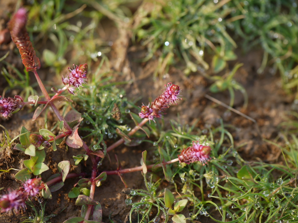 大红叶（Rotala macrandra）