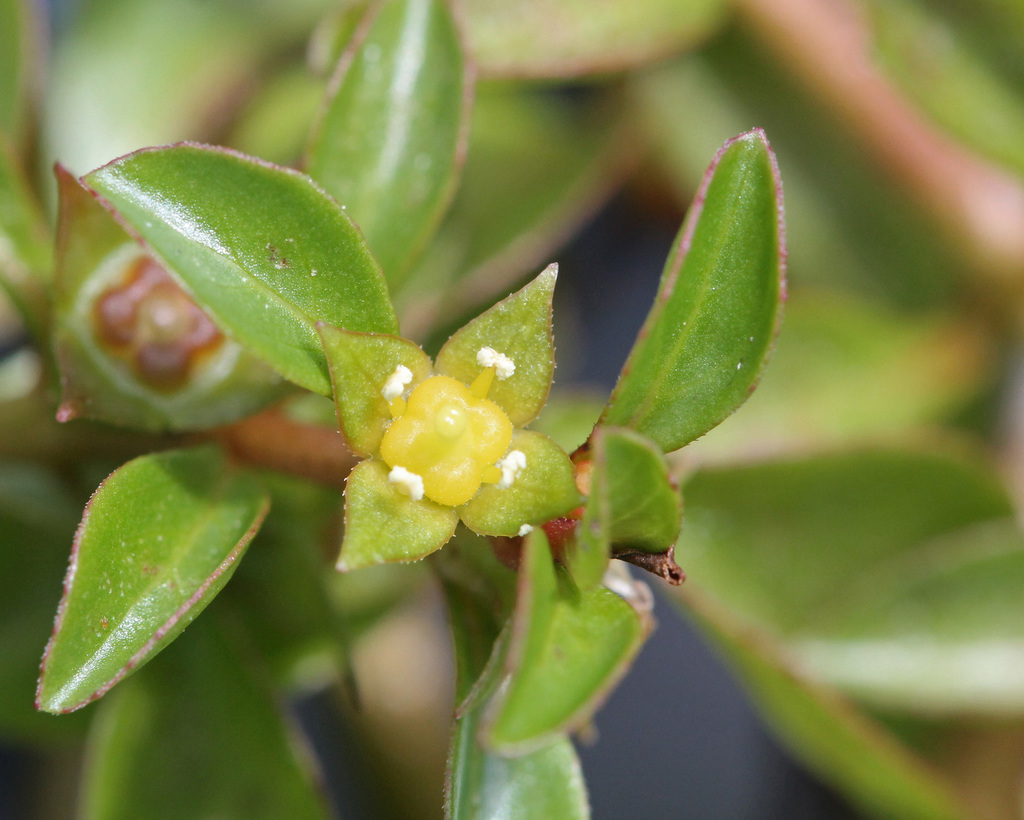 红柳（Ludwigia repens）