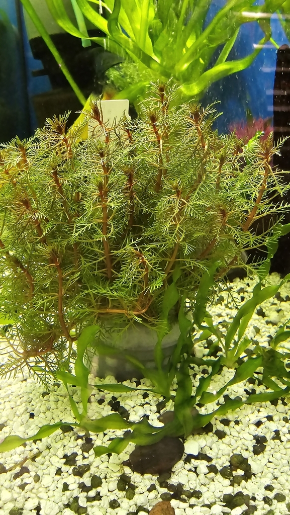 红羽毛