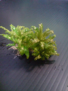 喷泉太阳（Pogostemon helferi）