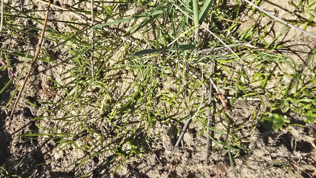 巴西草皮（Lilaeopsis brasiliensis）