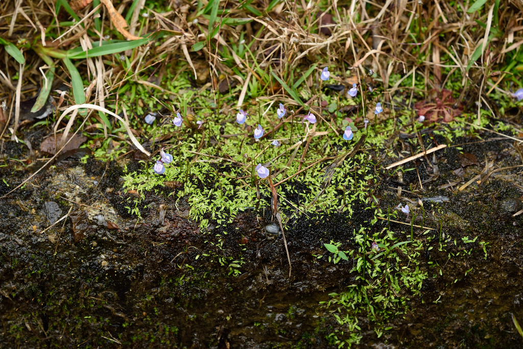 挖耳草（Utricularia graminifolia）