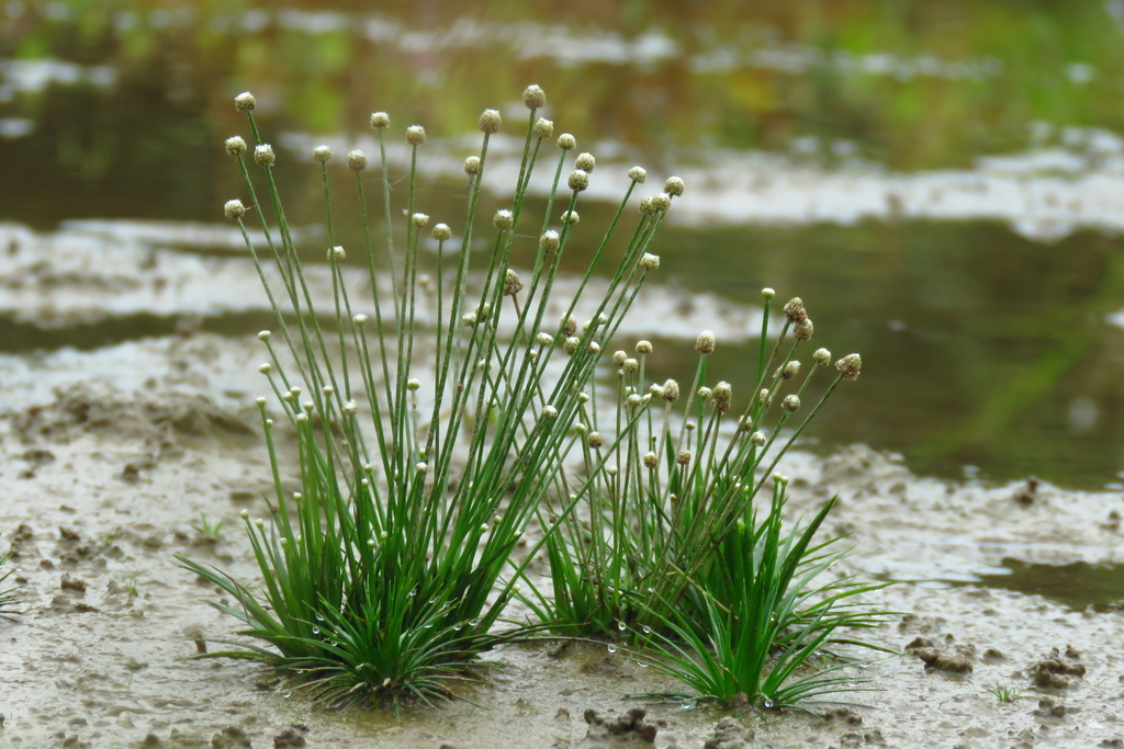 谷精草（Eriocaulon cinereum）