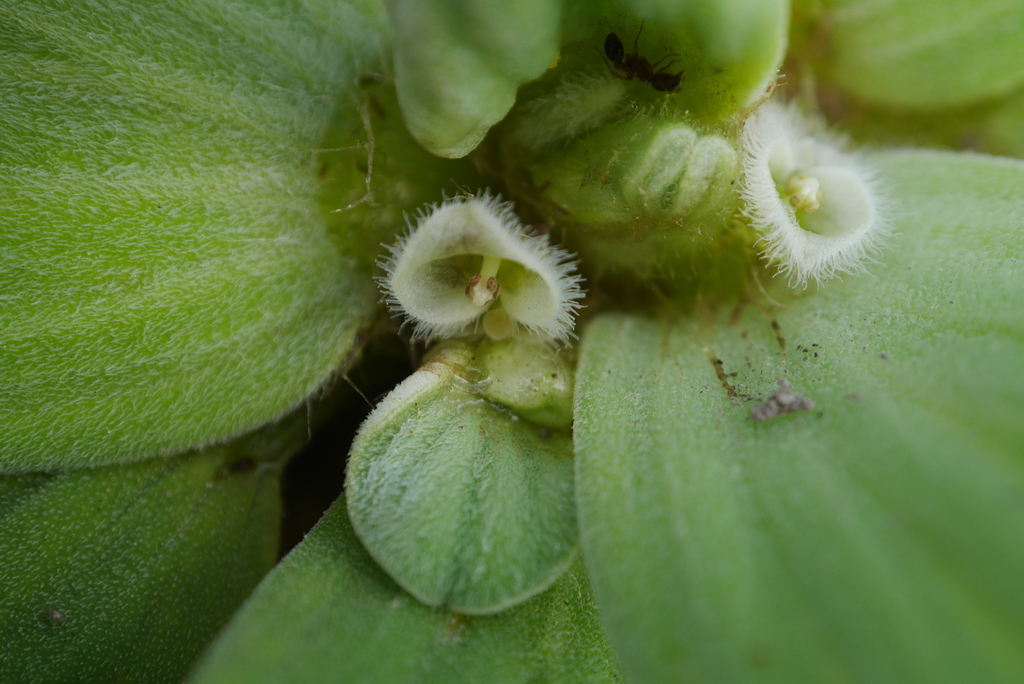 大薸（Pistia stratiotes）