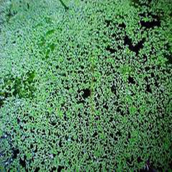 小浮萍（Lemna minor）