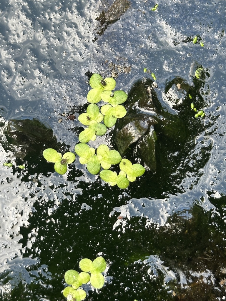 小浮萍（Lemna minor）