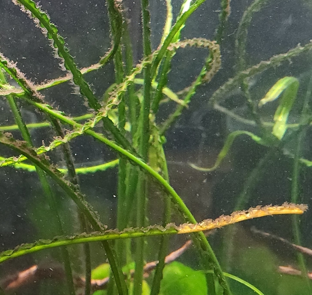 洋葱草