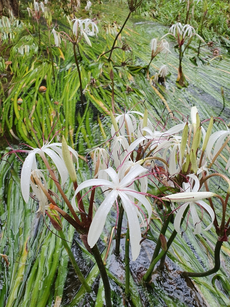 泰国水葱（Crinum thaianum）