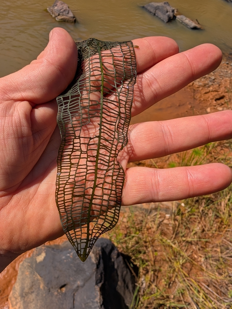 马达加斯加网草（Aponogeton madagascariensis）